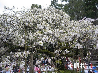 千眼桜.jpg