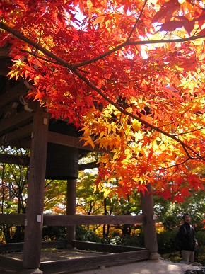 紅葉2,5.jpg