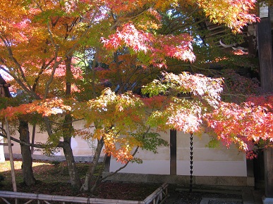 紅葉4.jpg